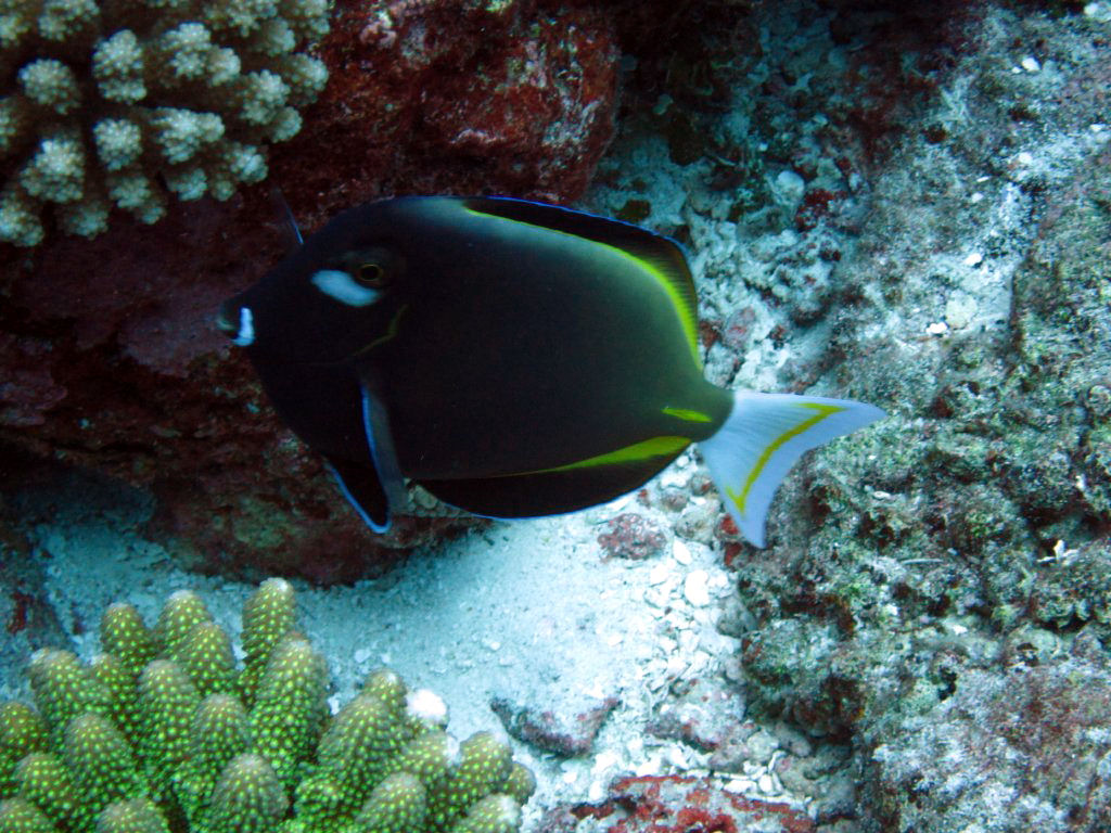 Whitecheeked Surgeonfish