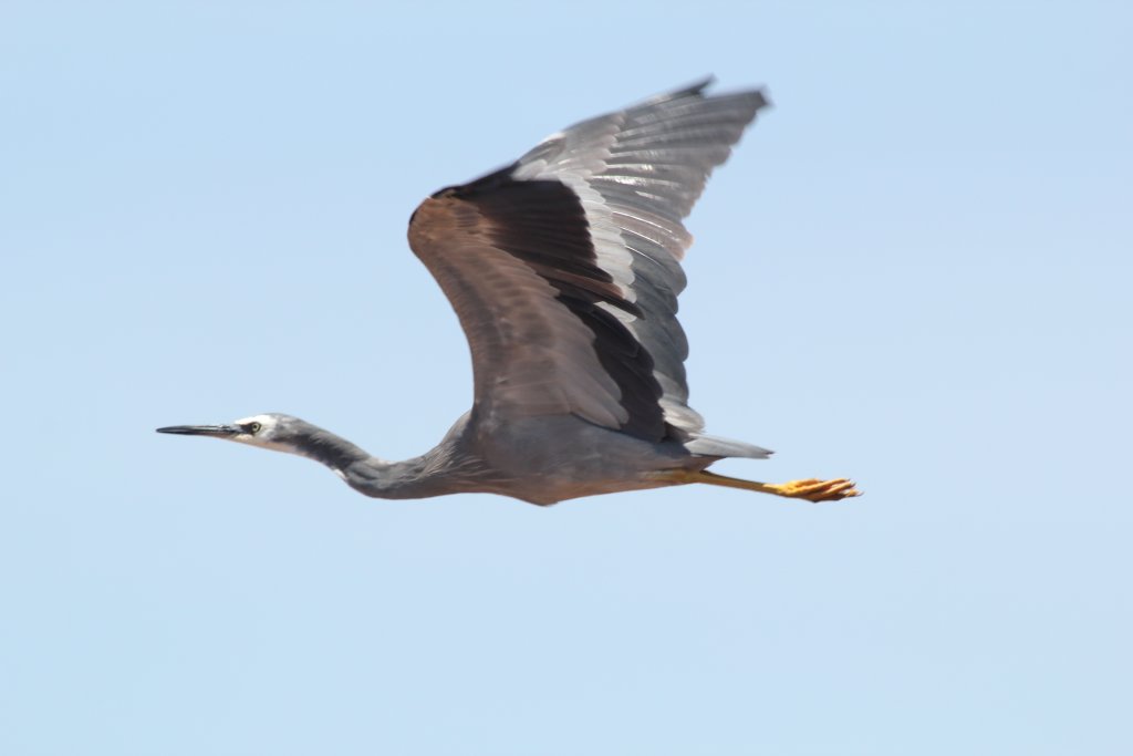 Whitefaced Heron