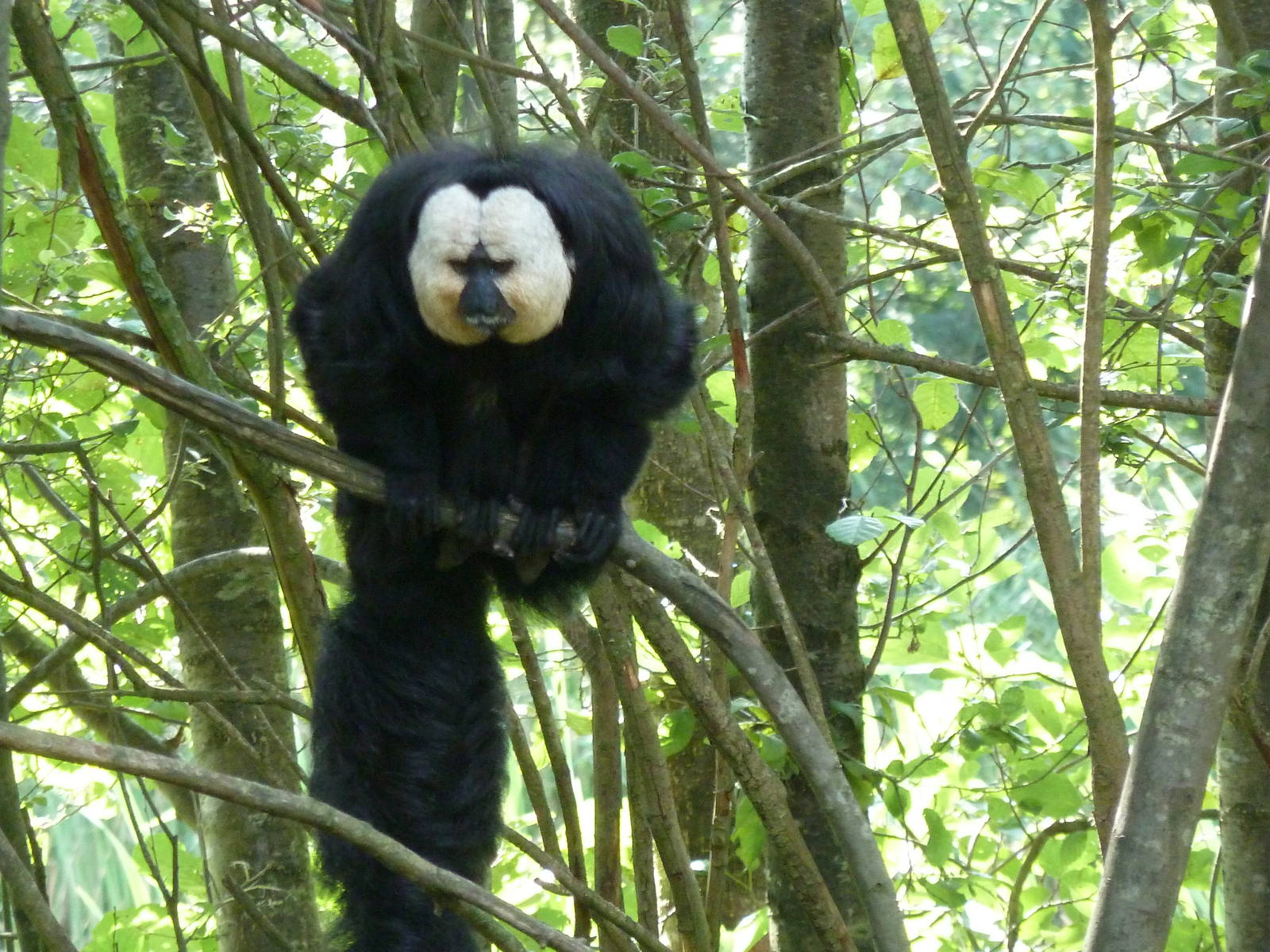 Whitefaced Saki