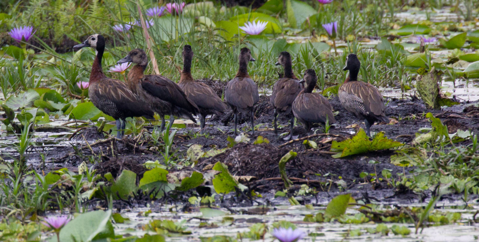 Whitefaced Whistle-duck family