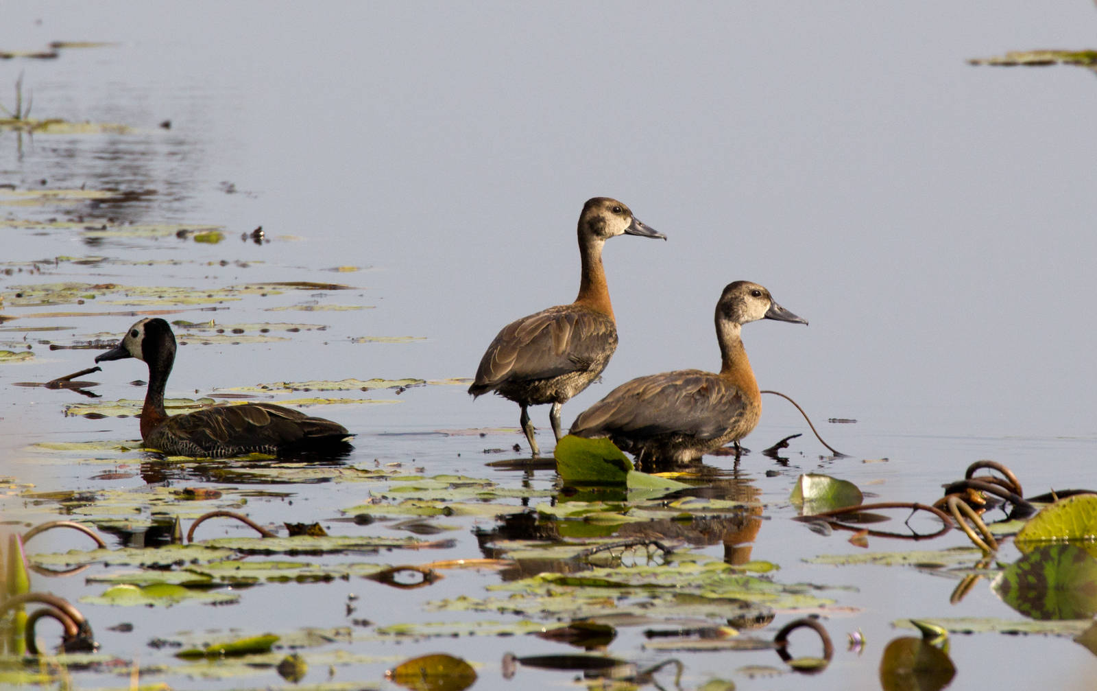 Whitefaced Whistle-ducks
