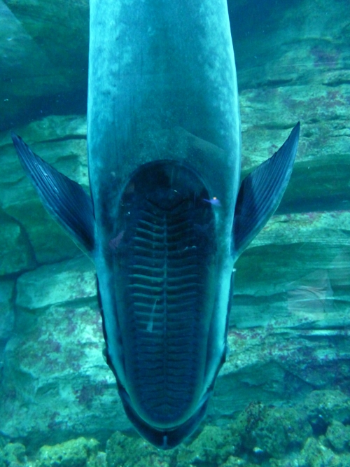 Whitefin sharksucker (Echeneis naucrates) sucker