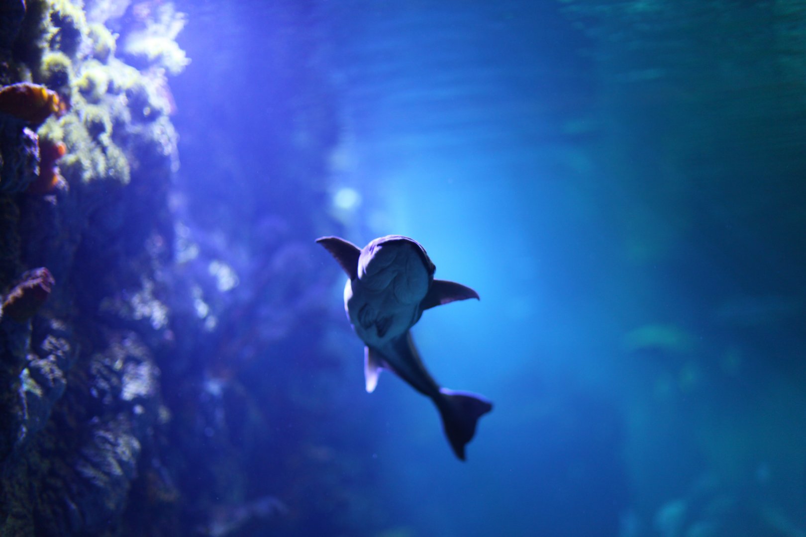 Whitefin sharksucker (Echeneis naucrates)