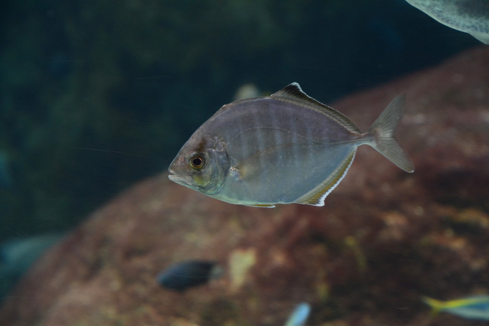 Whitefin trevally (Carangoides equula)