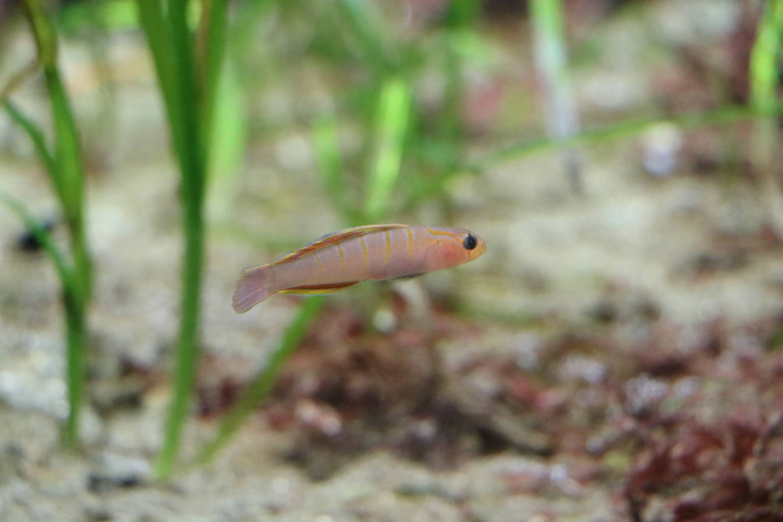Whitegirdled goby, February 2016