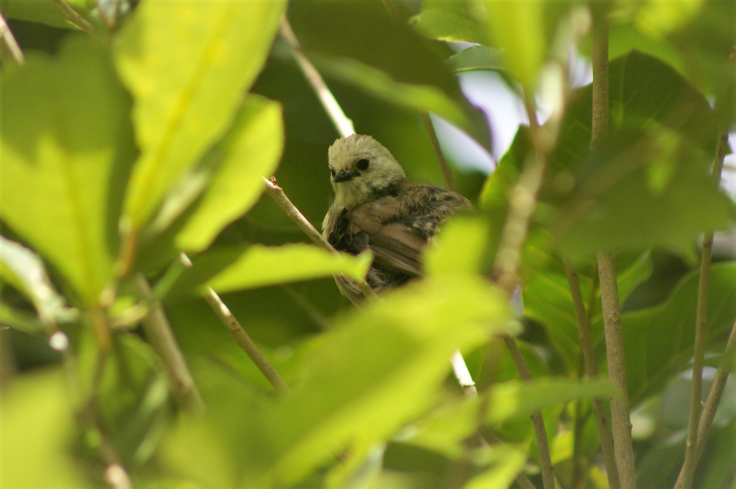 Whitehead (Mohoua albicilla)