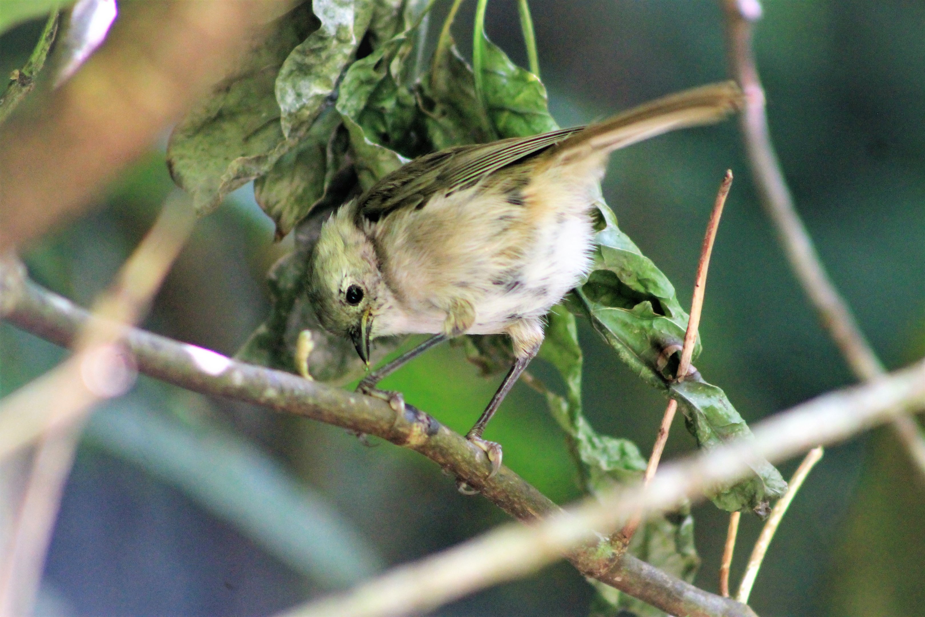 Whitehead (Mohoua albicilla)