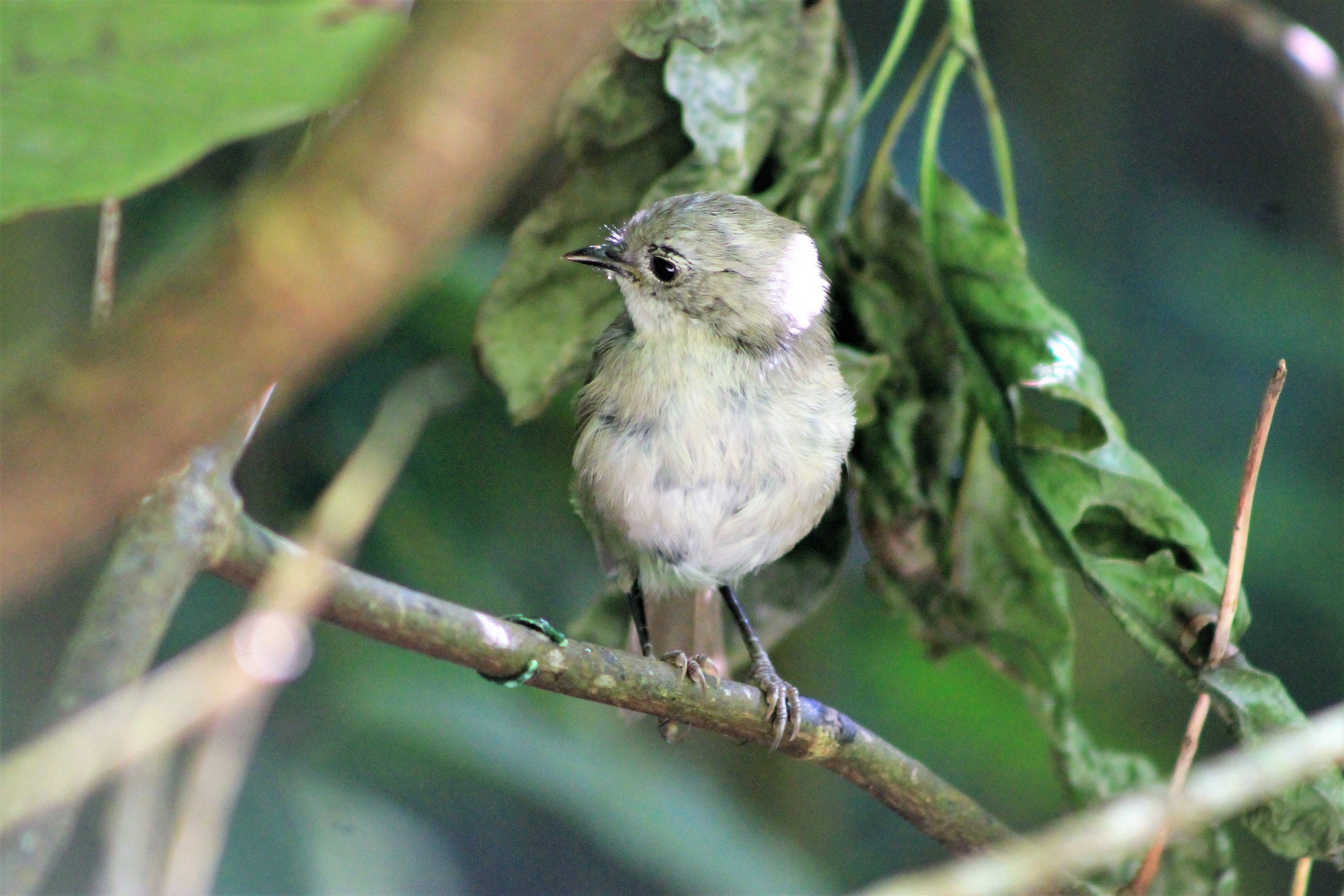 Whitehead (Mohoua albicilla)