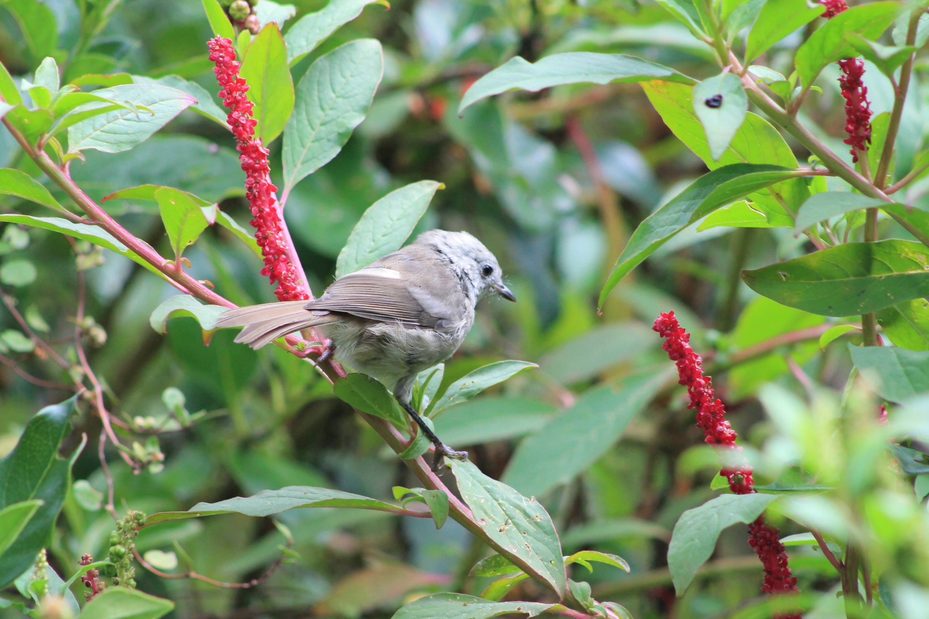 Whitehead (Mohoua albicilla)