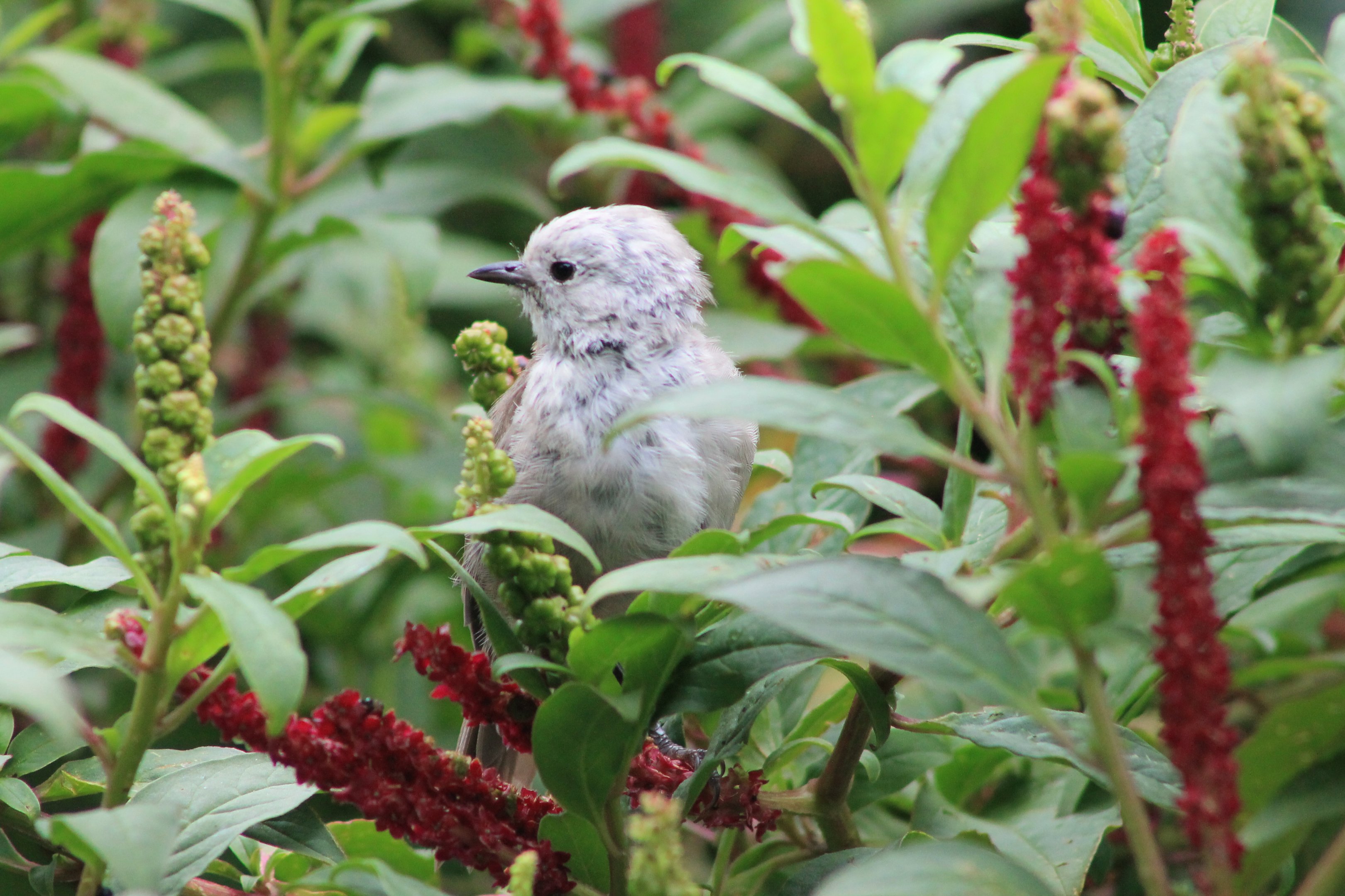 Whitehead (Mohoua albicilla)