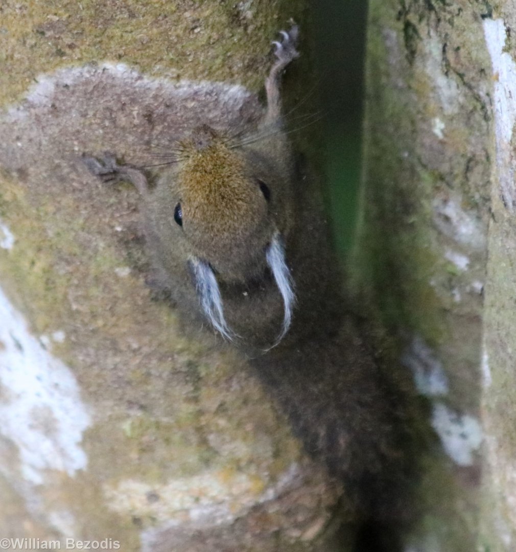 Whitehead's Pygmy Squirrel - Mount Kinabalu