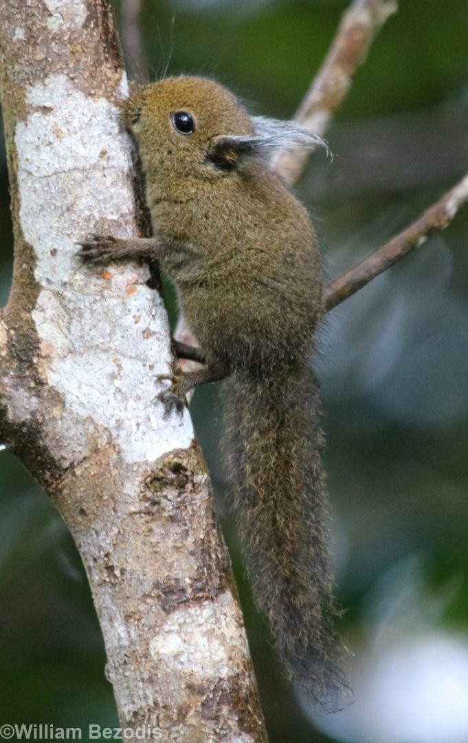 Whitehead's Pygmy Squirrel - Mount Kinabalu