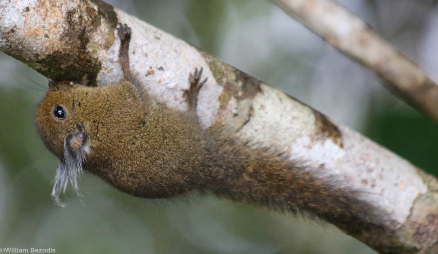 Whitehead's Pygmy Squirrel - Mount Kinabalu