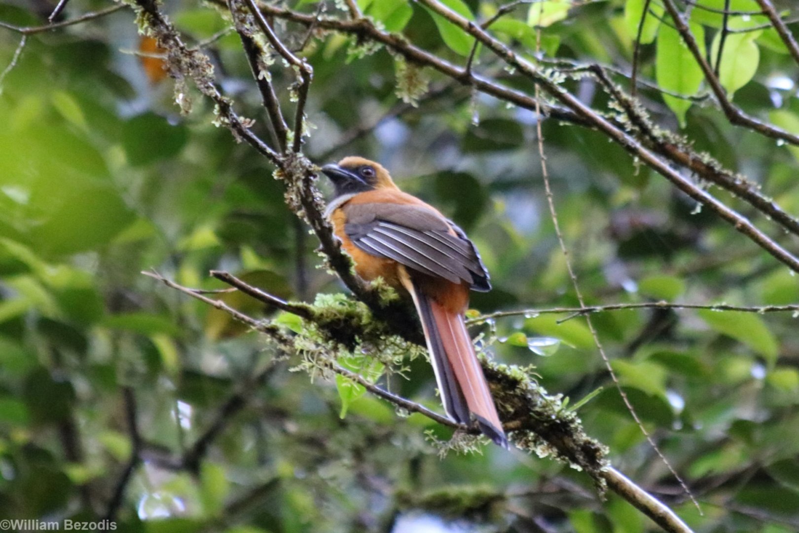 Whitehead's Trogon - Mount Kinabalu