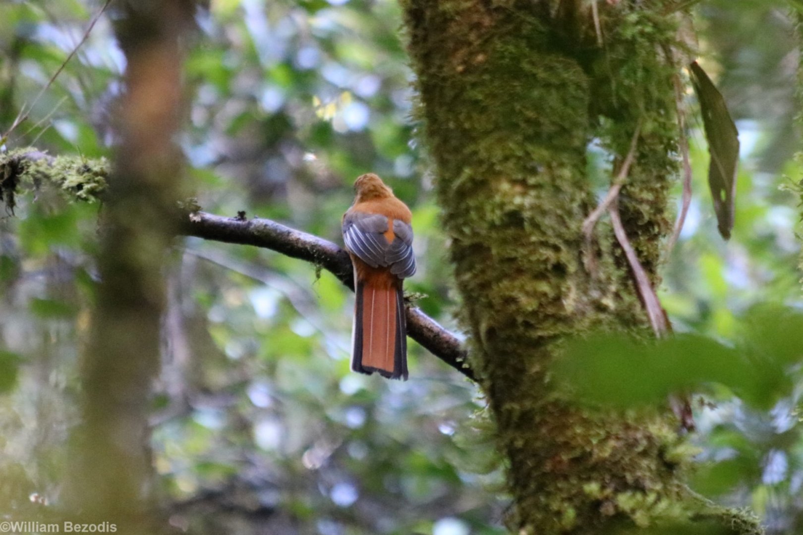Whitehead's Trogon - Mount Kinabalu