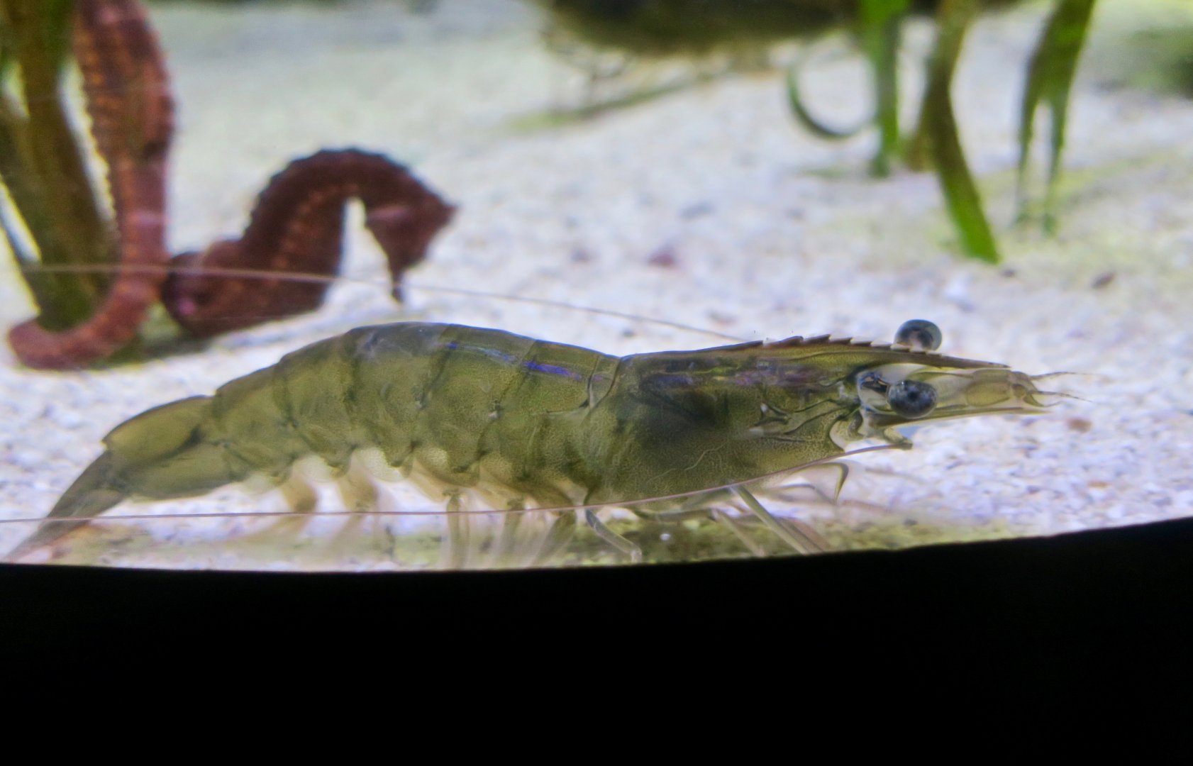 Whiteleg Shrimp (Litopenaeus vannamei)