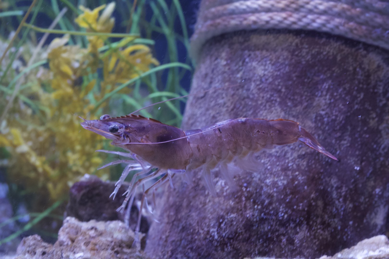 Whiteleg Shrimp/ Litopenaeus vannamei