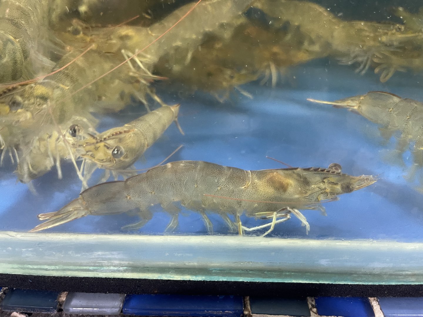whiteleg shrimp (litopenaeus vannamei)