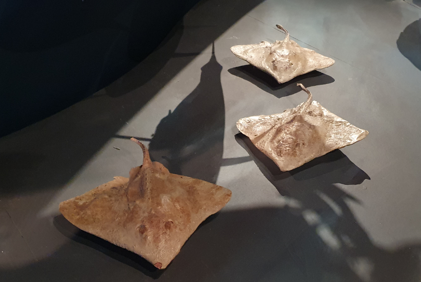 Whiteleg Skate - Tasmanian Museum and Art Gallery