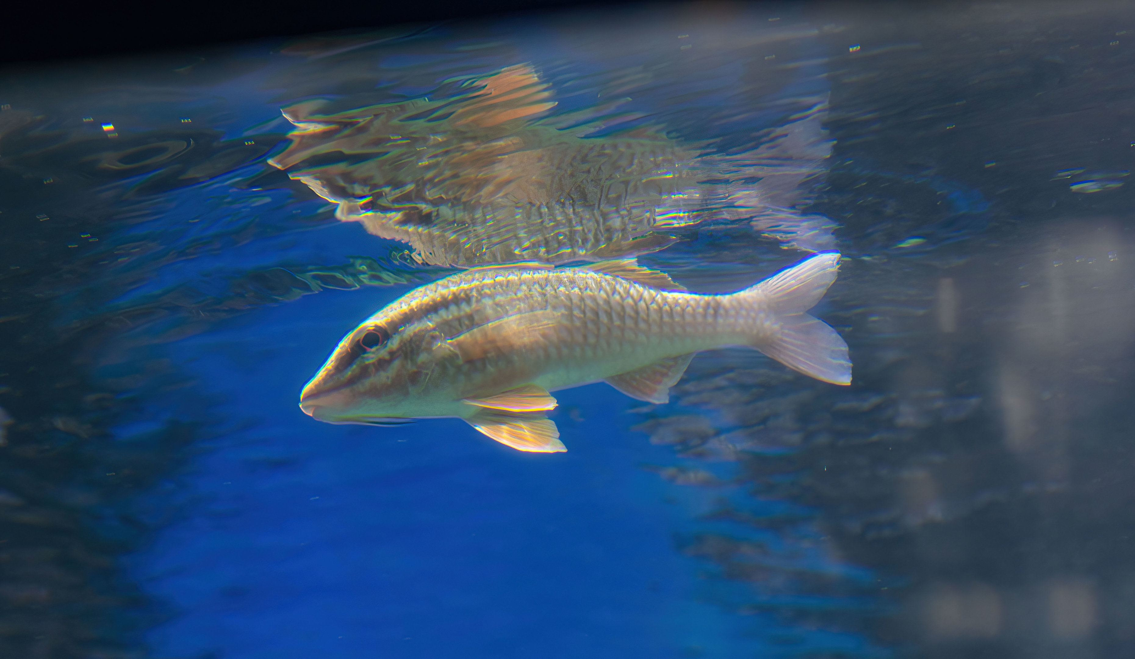 Whitelined Goatfish