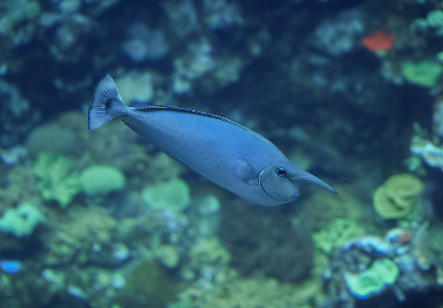 Whitemargain Unicornfish