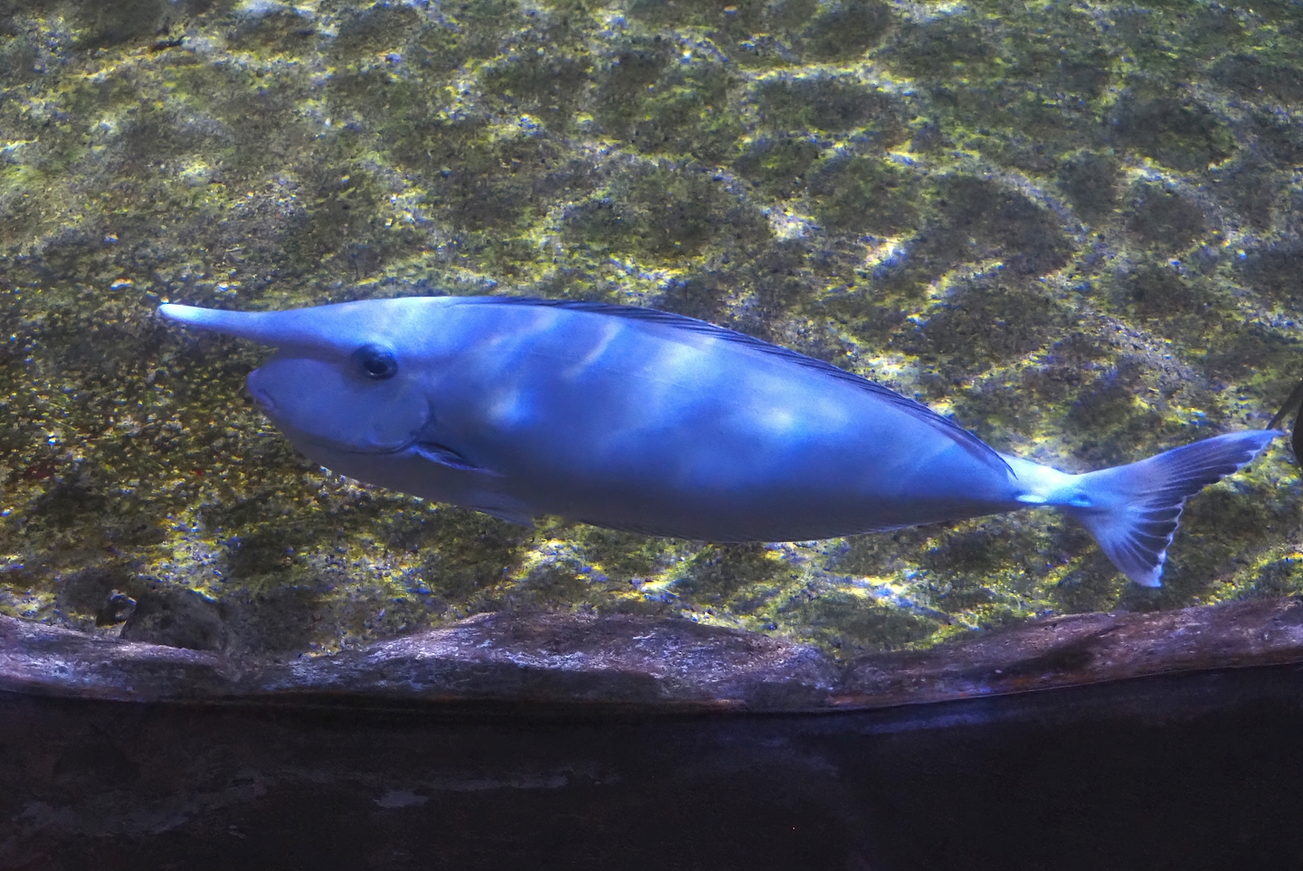 Whitemargin unicornfish (Naso annulatus), 2024-09-17