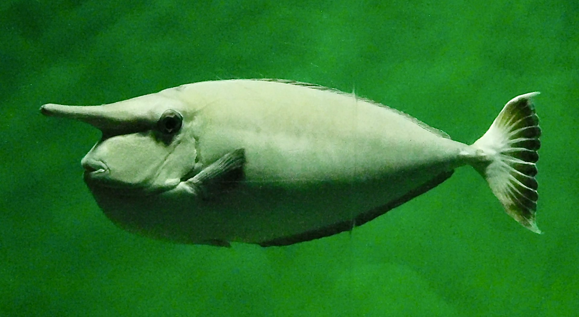 Whitemargin Unicornfish (Naso annulatus) November 8, 2025