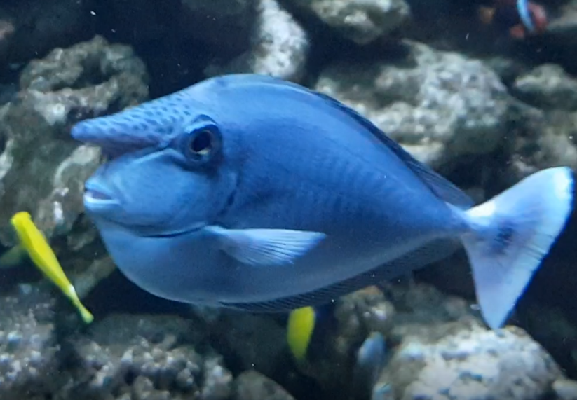 Whitemargin unicornfish - Naso annulatus