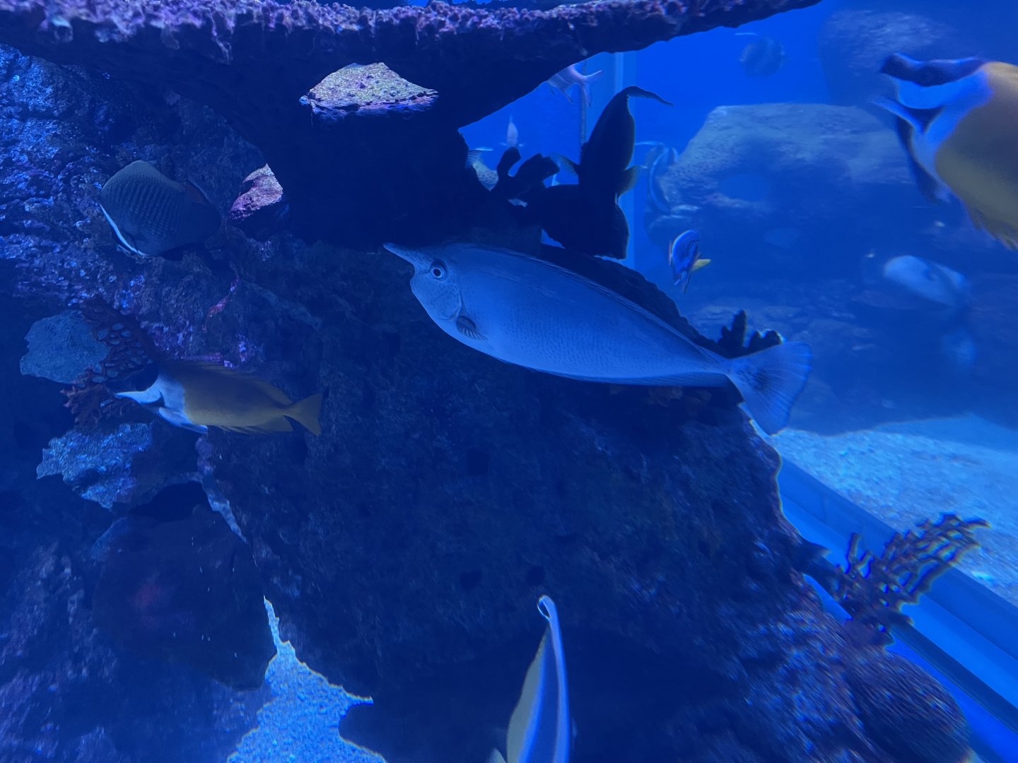 whitemargin unicornfish (naso annulatus)