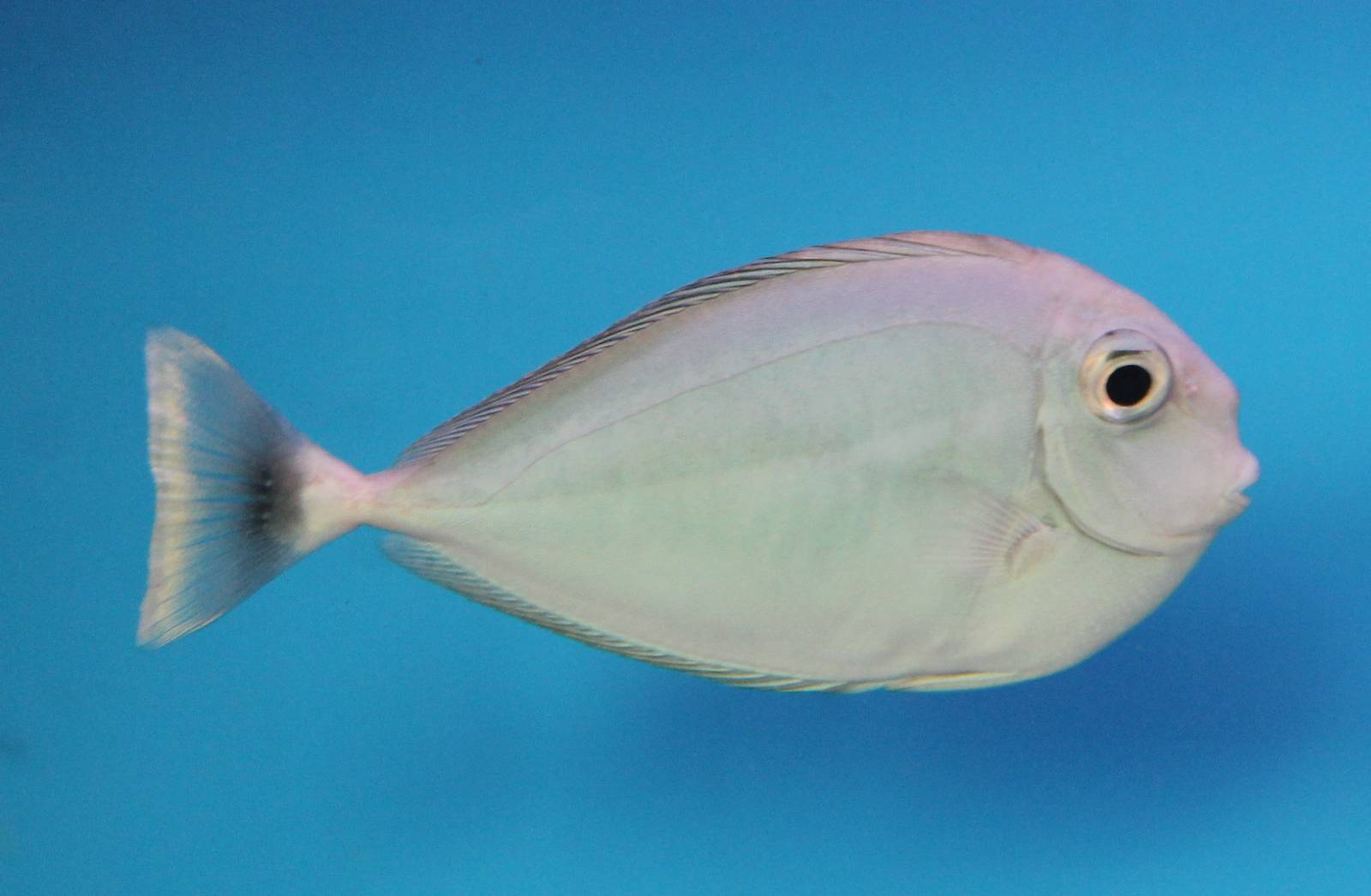 Whitemargin unicornfish