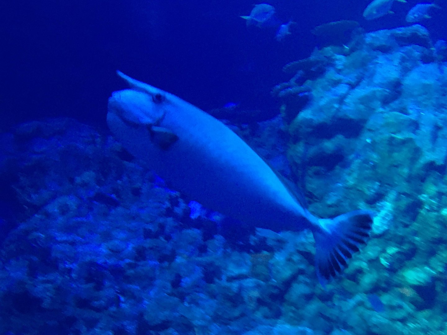 Whitemargin Unicornfish