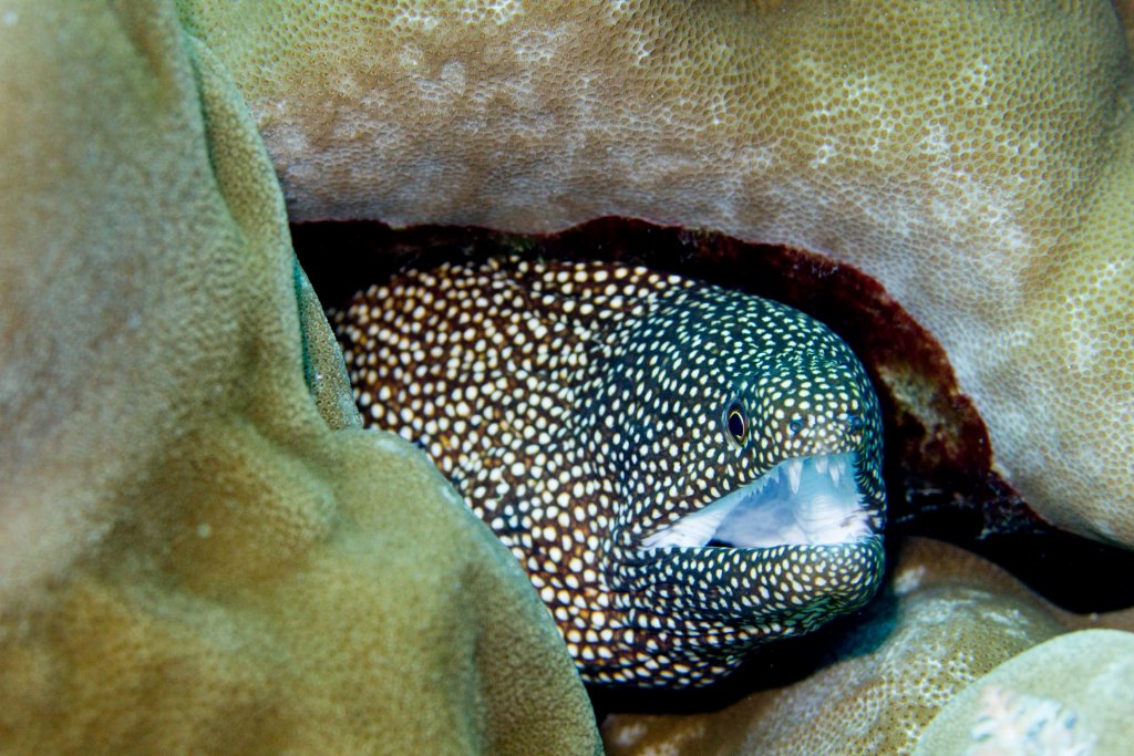 Whitemouth Moray