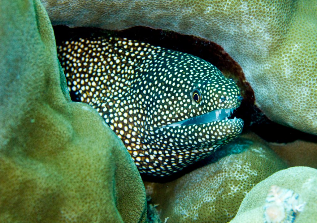 Whitemouth Moray