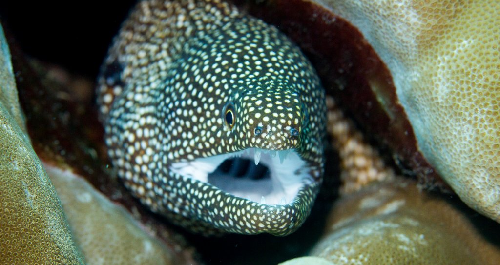Whitemouth Moray