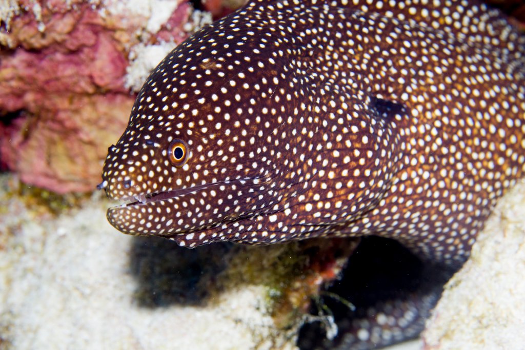 Whitemouth Moray