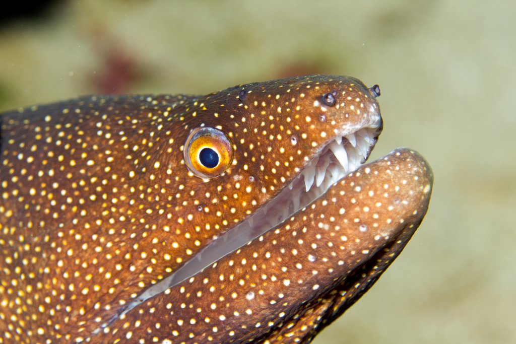 Whitemouth Moray