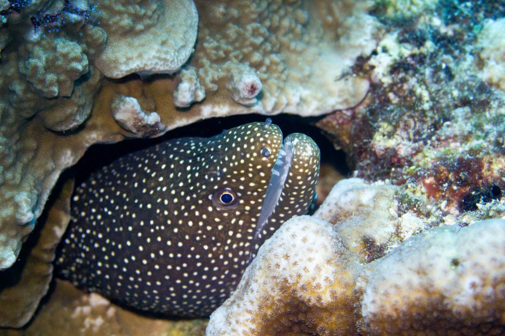 Whitemouth Moray