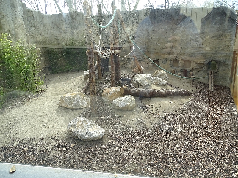 Whitenaped mangabey enclosure