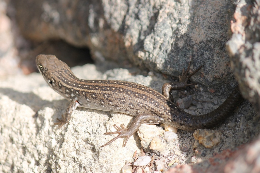 White's Rock-Skink (Liopholis whitii)