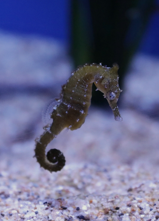 White's seahorse (Hippocampus whitei)