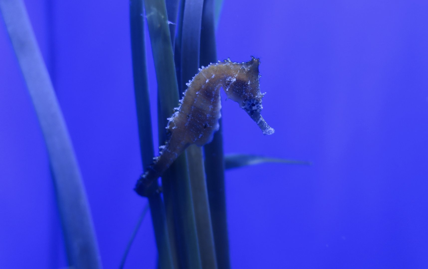 White's Seahorse (Hippocampus whitei)
