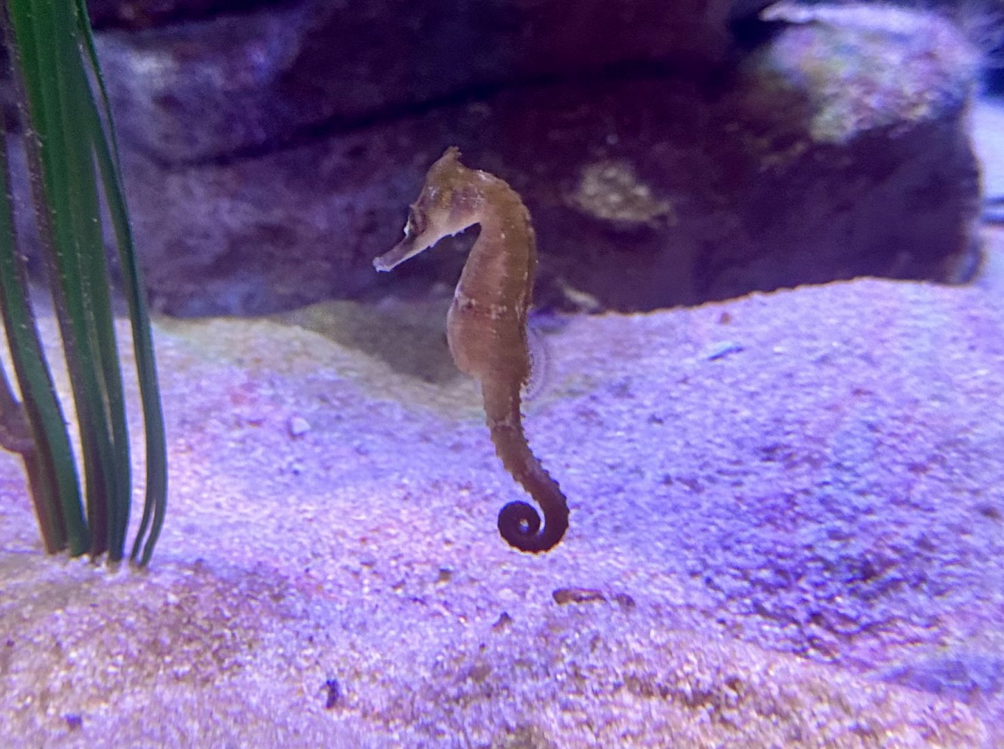 White’s seahorse (Hippocampus whitei)