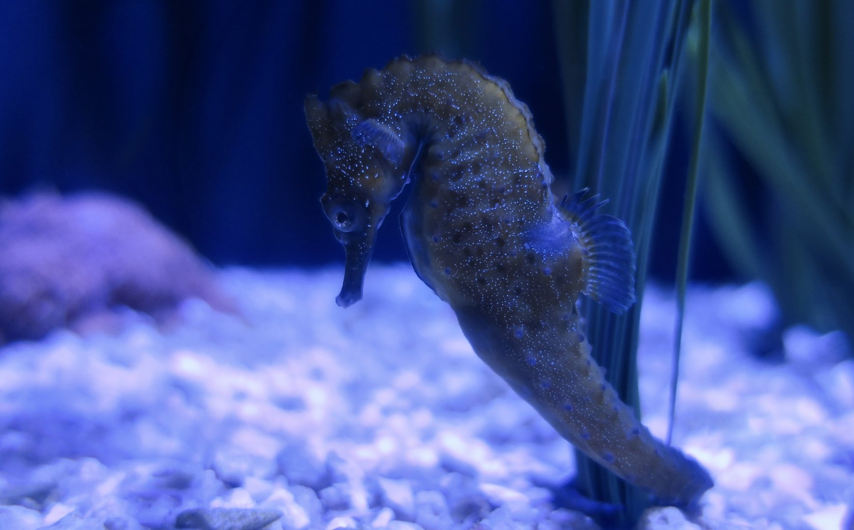 White's Seahorse (Hippocampus whitei)