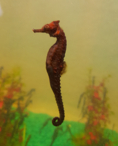 White's Seahorse