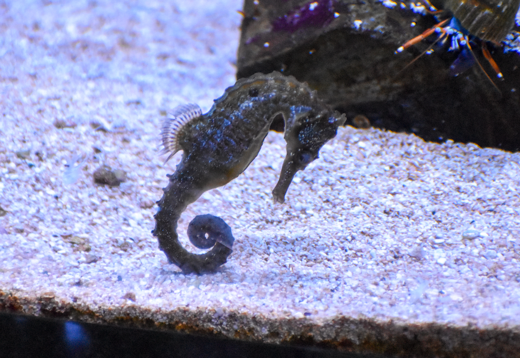 White's Seahorse