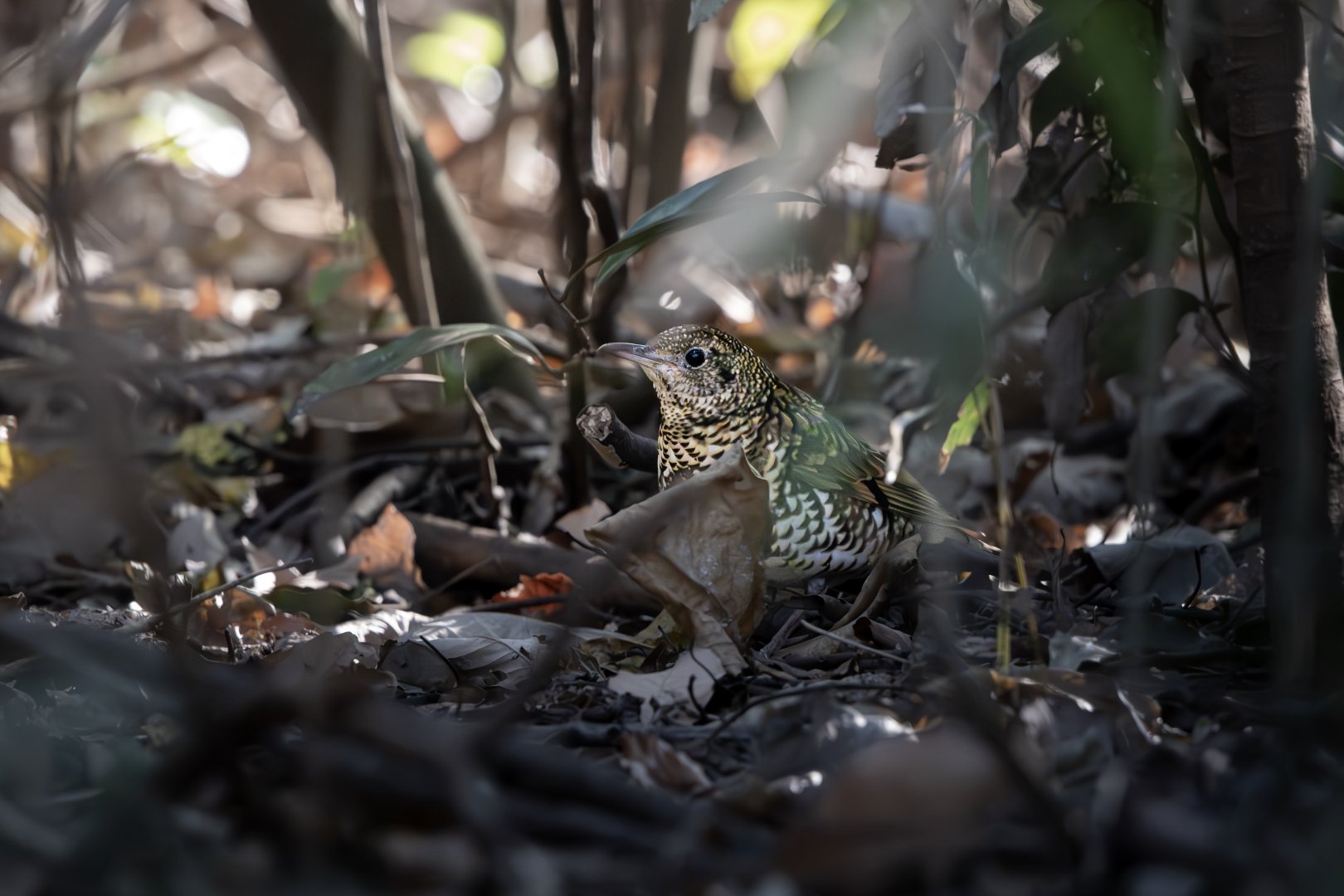 White's Thrush ~ Kasai Rinkai Park