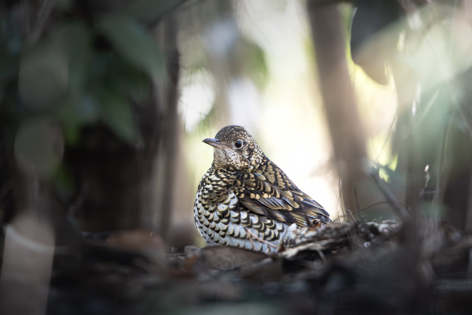 White's Thrush ~ Kasai Rinkai Park