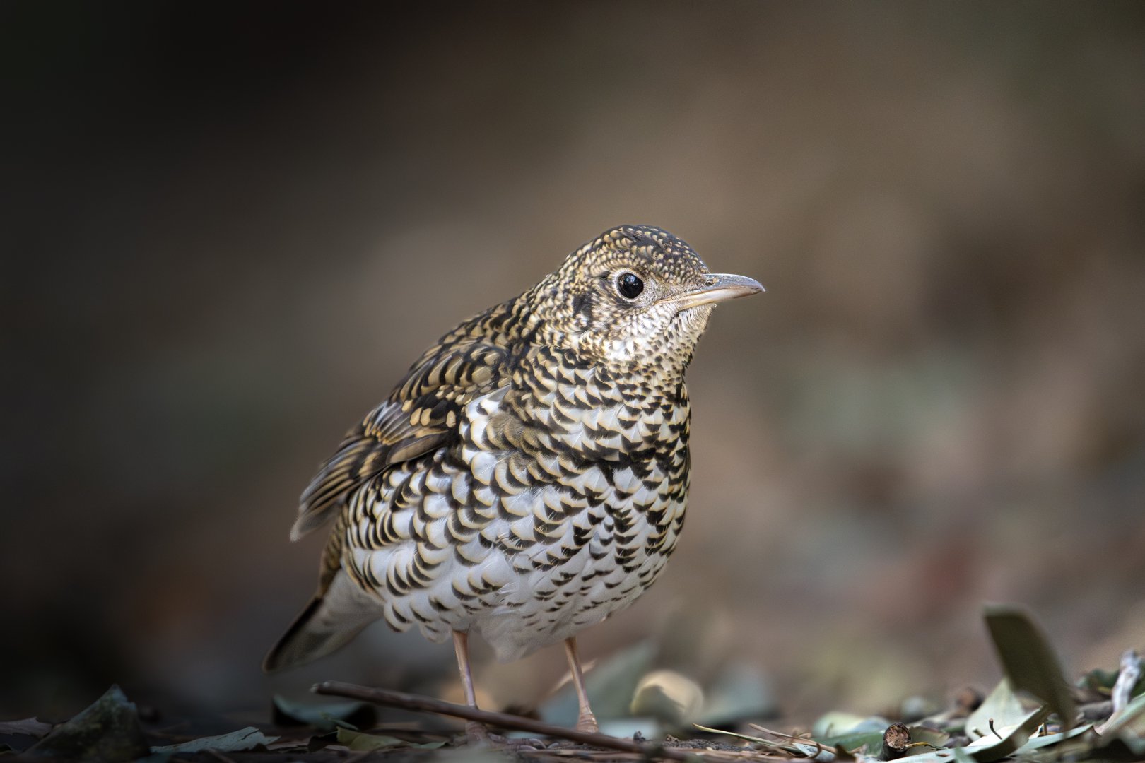 White's Thrush ~ Kasai Rinkai Park