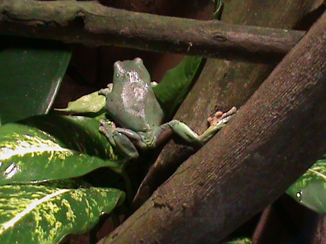 white's tree frog 241010