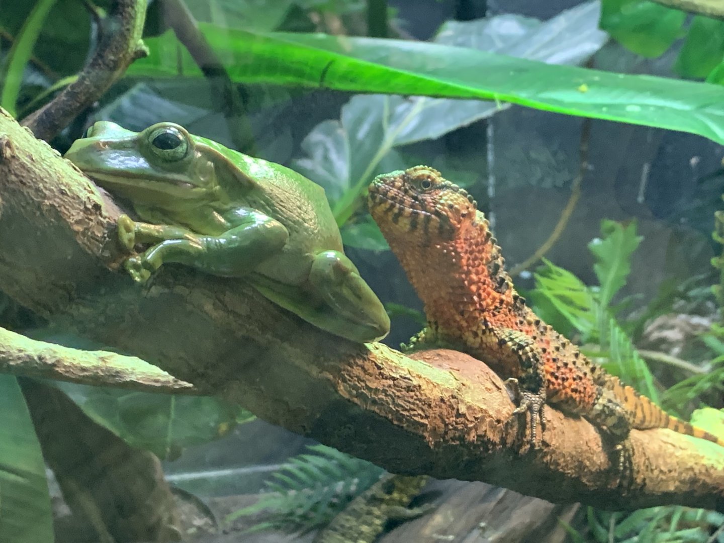 White's Tree Frog and Chinese Crocodile Lizard at London Zoo (2019)